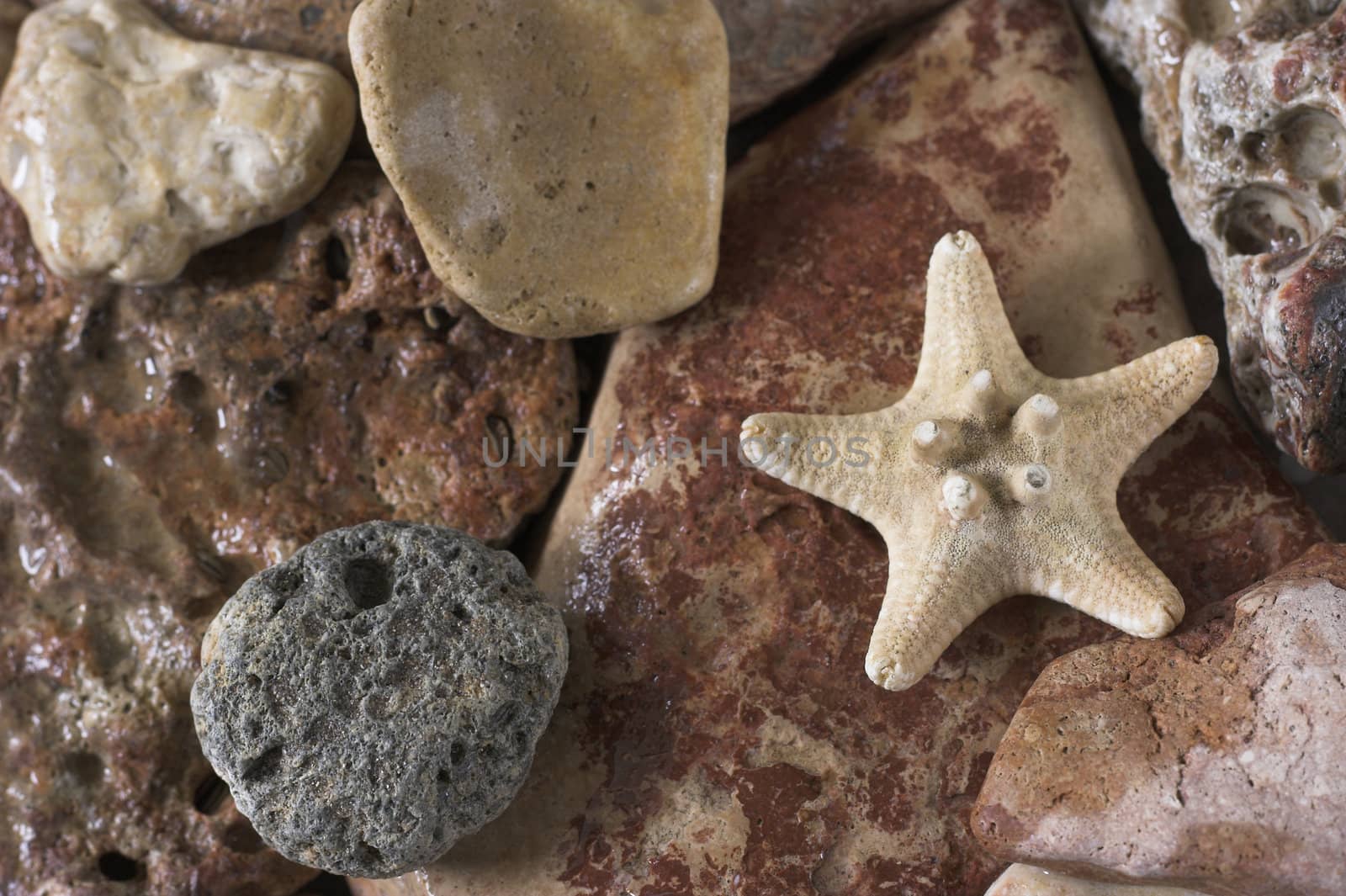 Starfish over the rock background