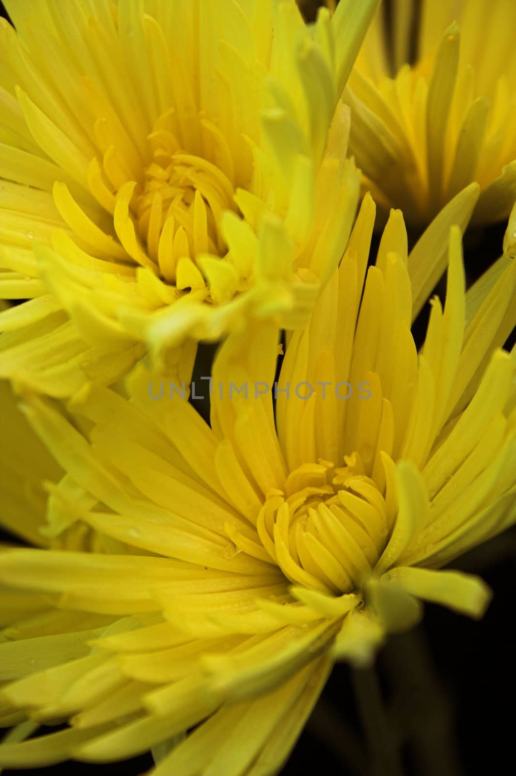 Close up yellow chrysanthemum over black