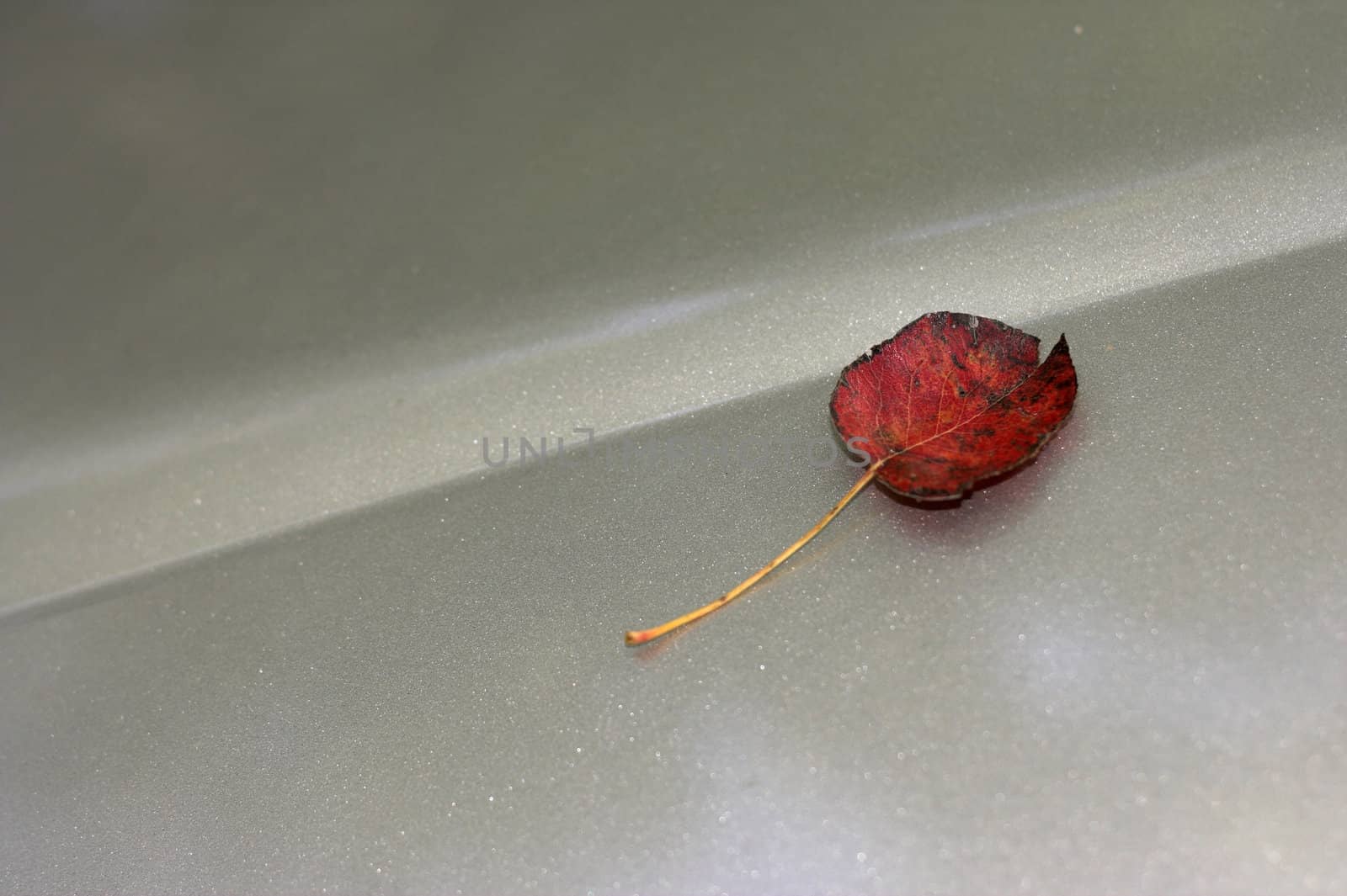 Red leaf over silver metal