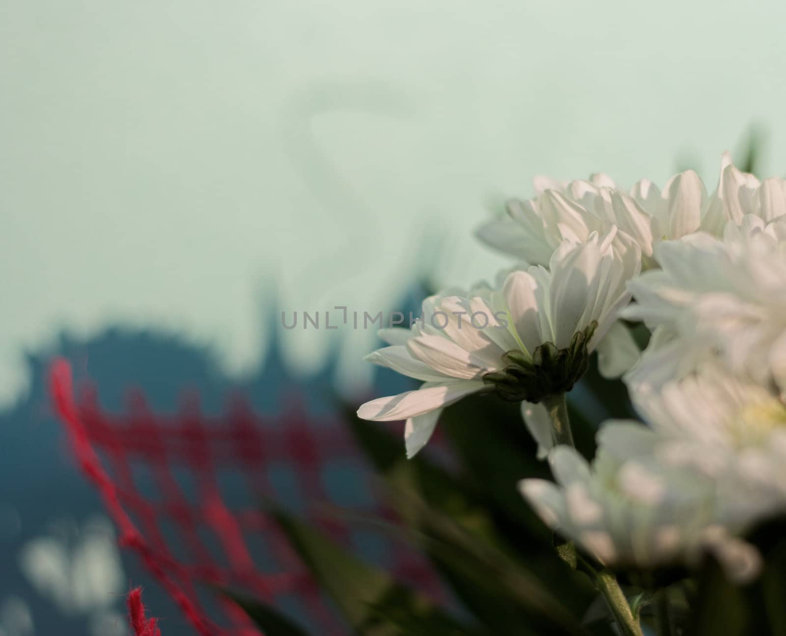 Aster and shadow on the wall