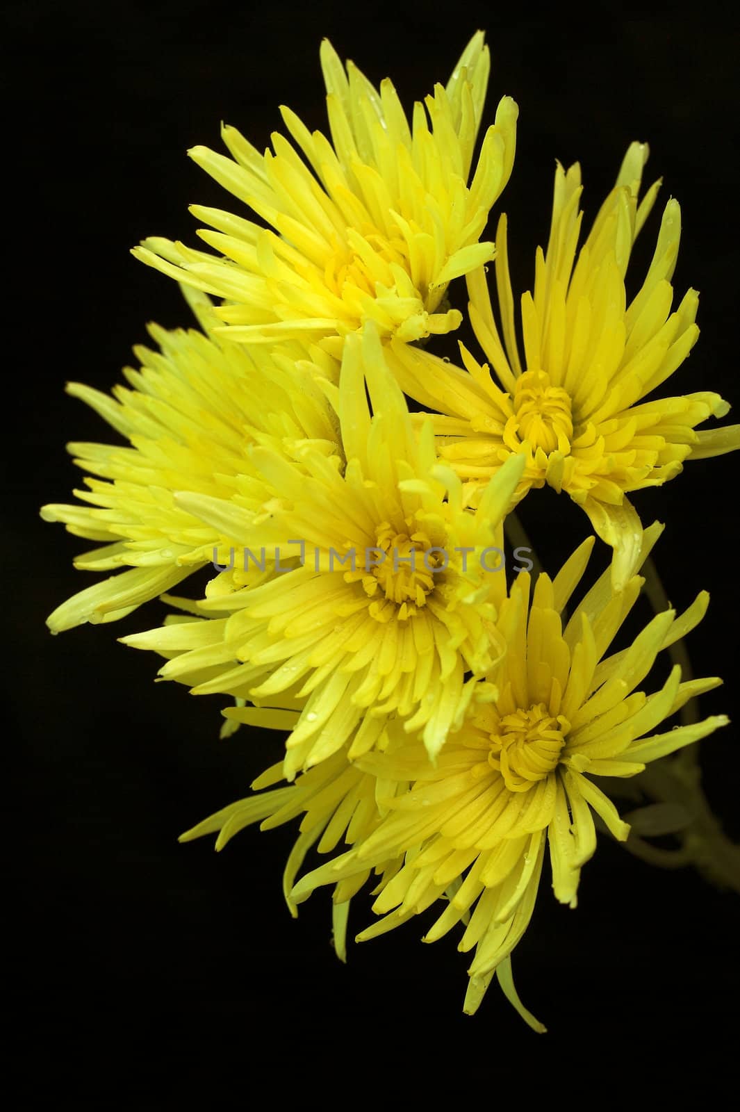 Close up yellow chrysanthemum over black