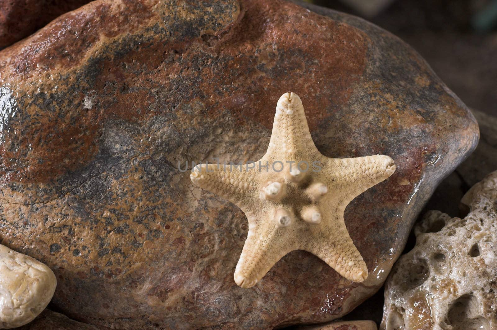 starfish and rocks by alexkosev
