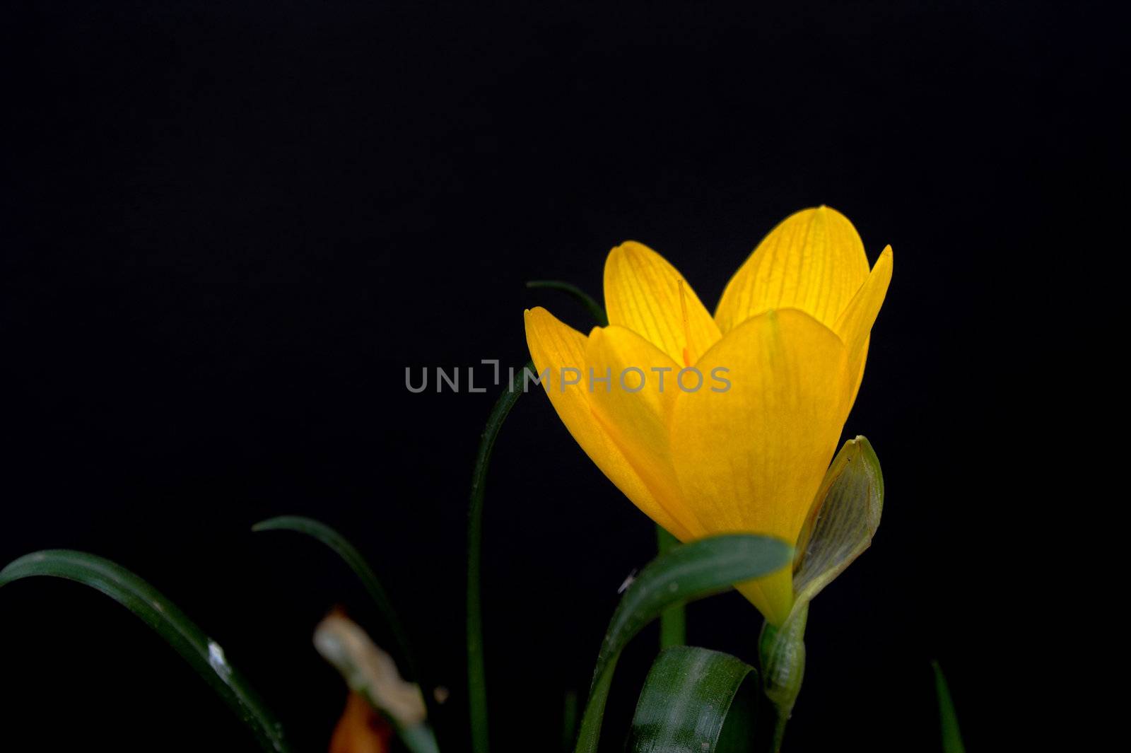 yellow crocus over black background