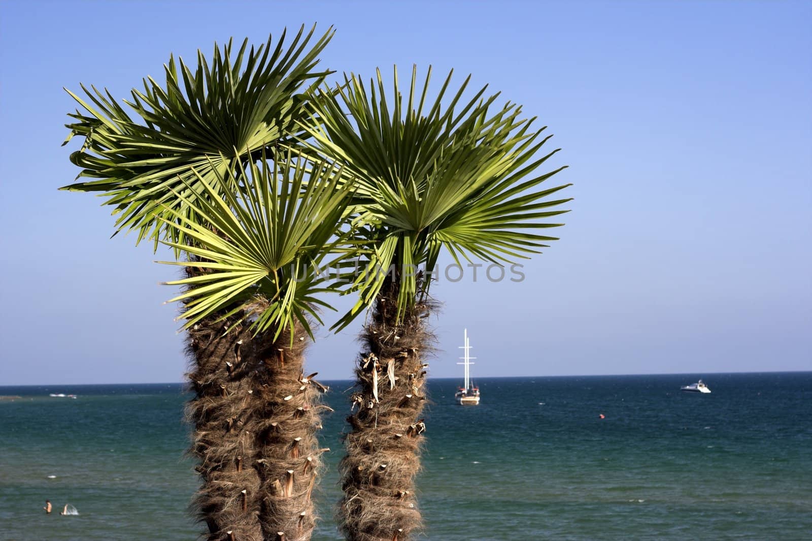 palm trees by alexkosev