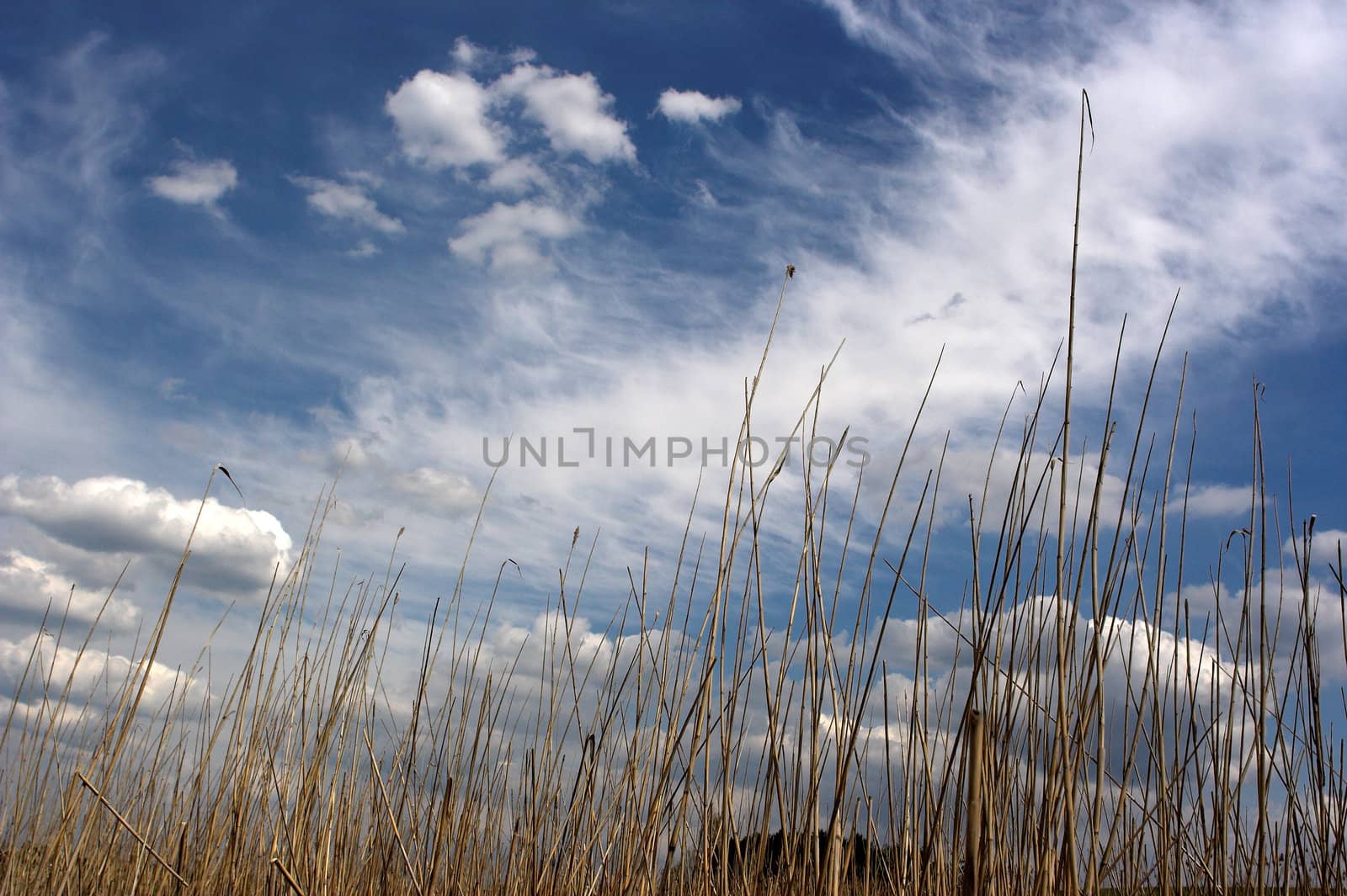 bullrush under the cloudy sky
