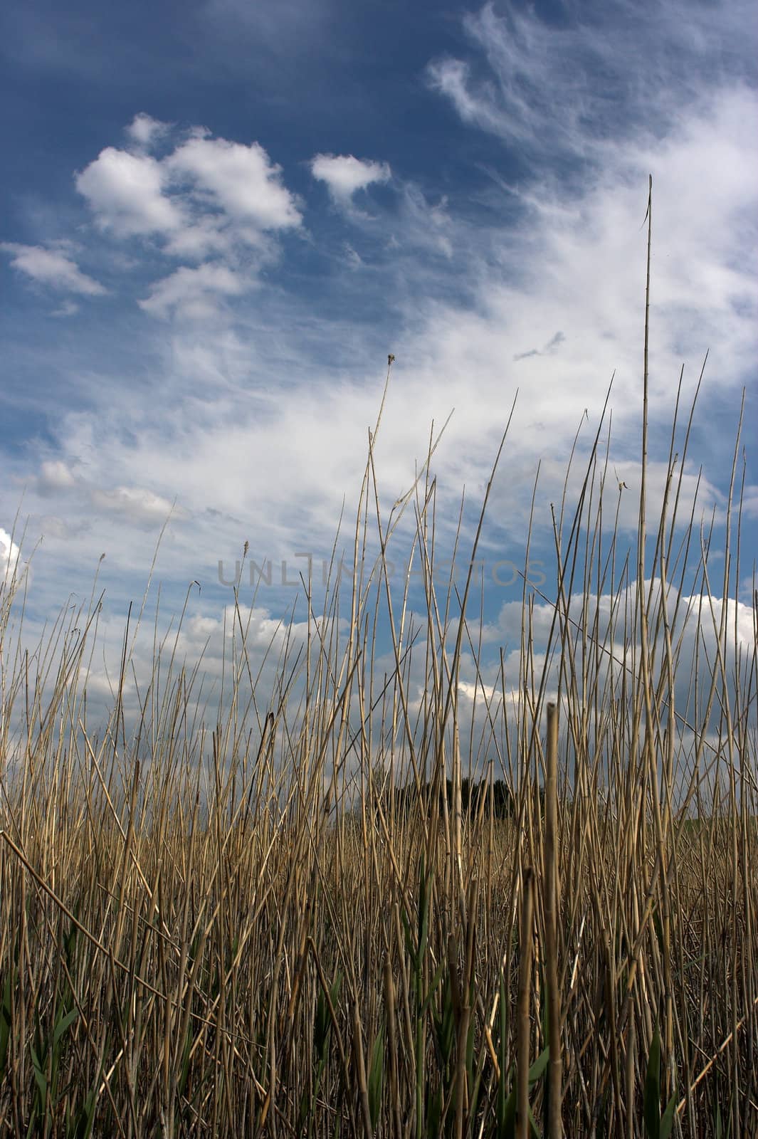 bullrush under the cloudy sky
