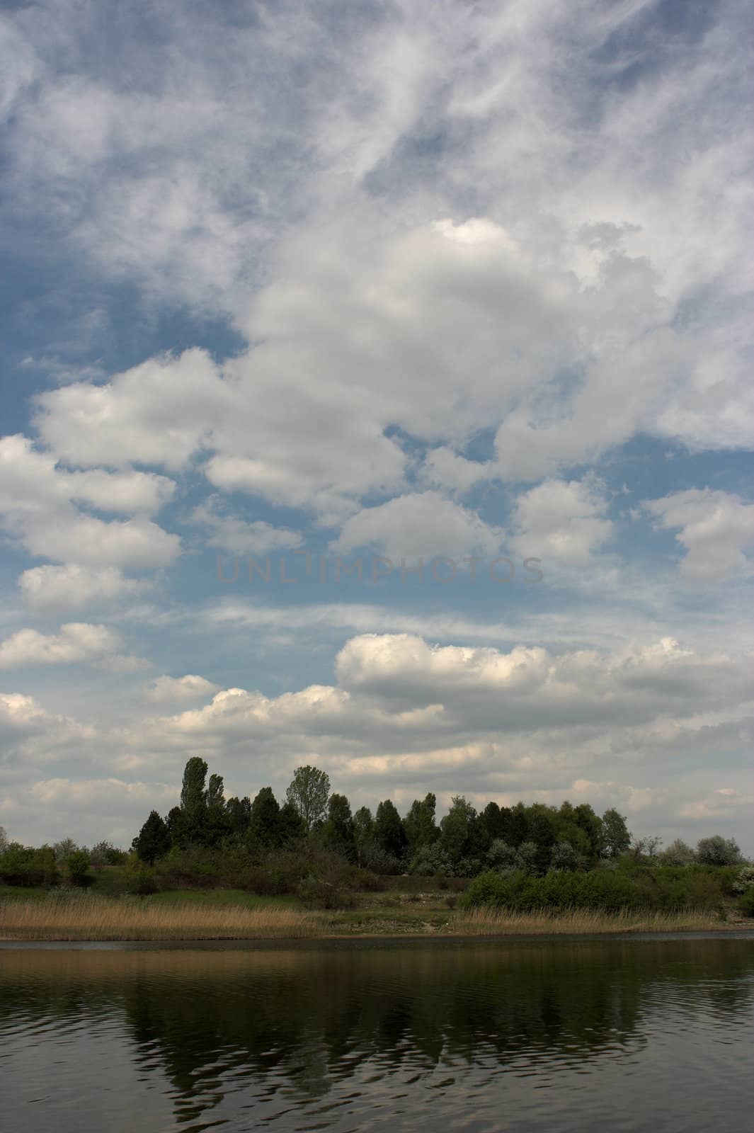 bullrush under the cloudy sky
