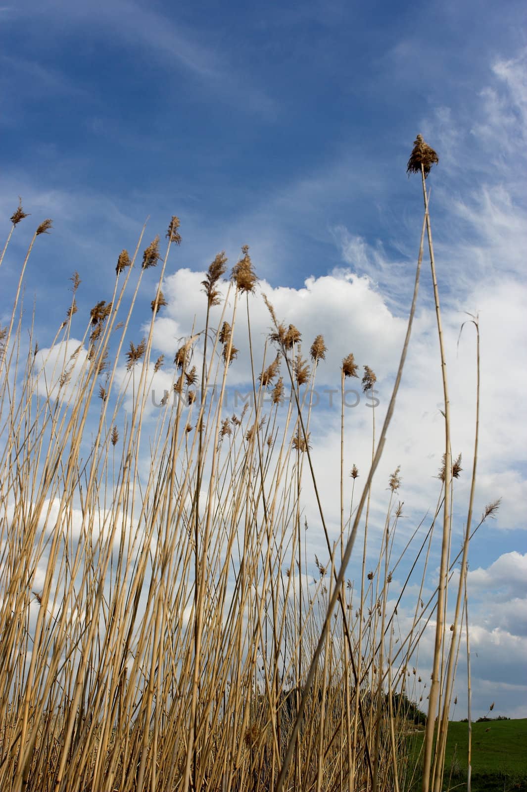 bullrush under the cloudy sky
