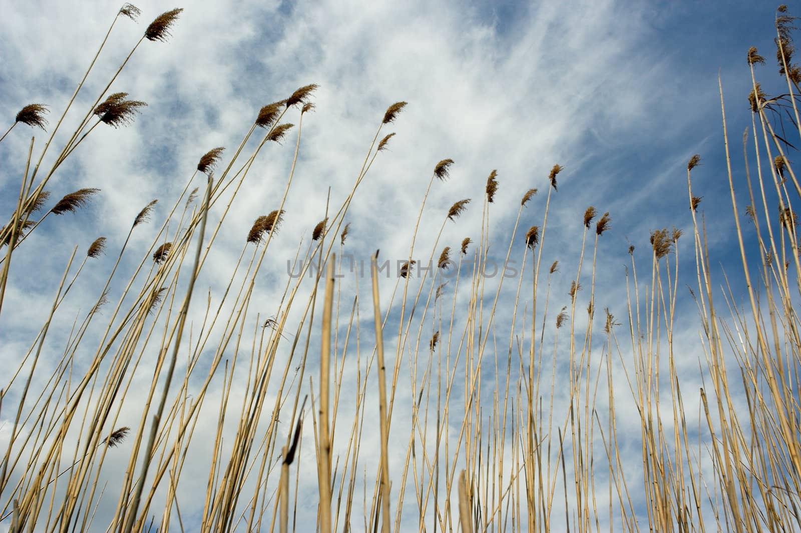 bullrush under the cloudy sky
