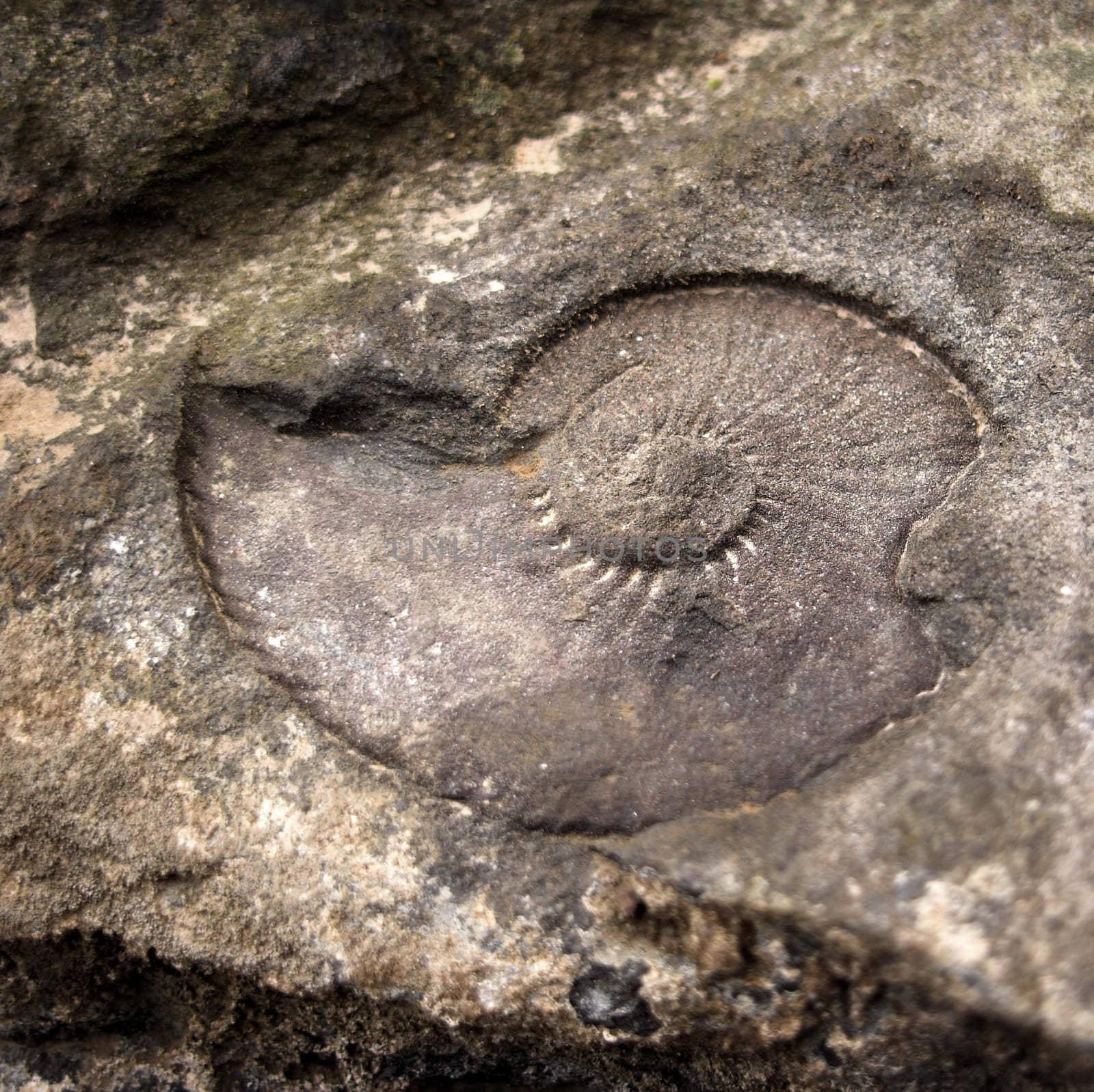 Macro photo of an ammonite fossil from Bulgaria