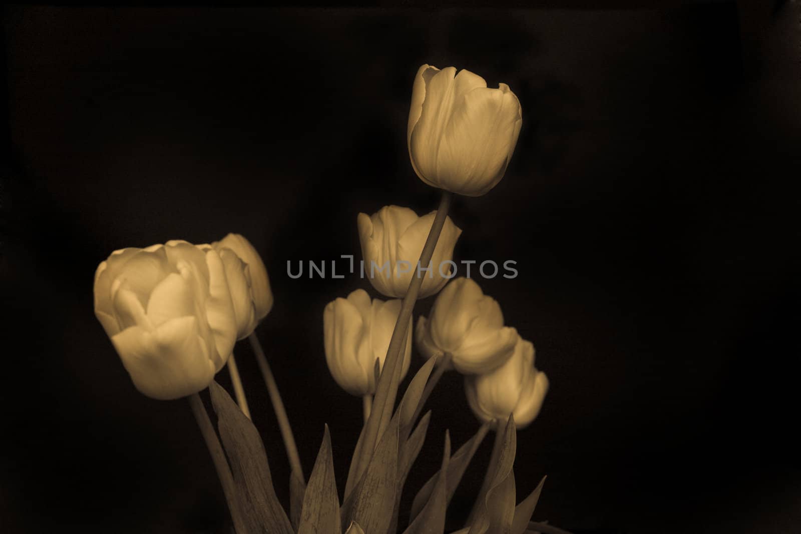 tulip on black background old photo
