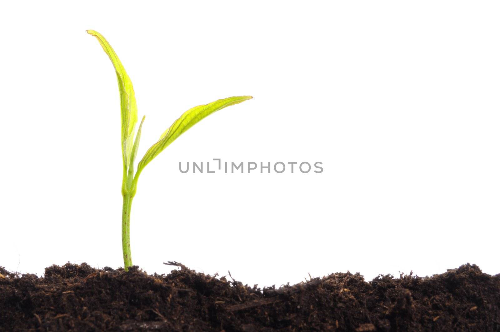 business growth concept with ypoung plant and soil on white background