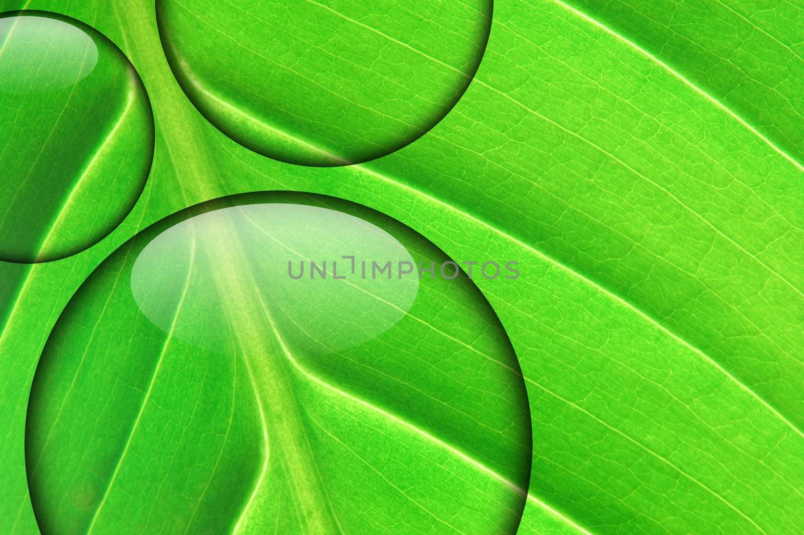 spa concept with water drop or droplet on green leaf texture
