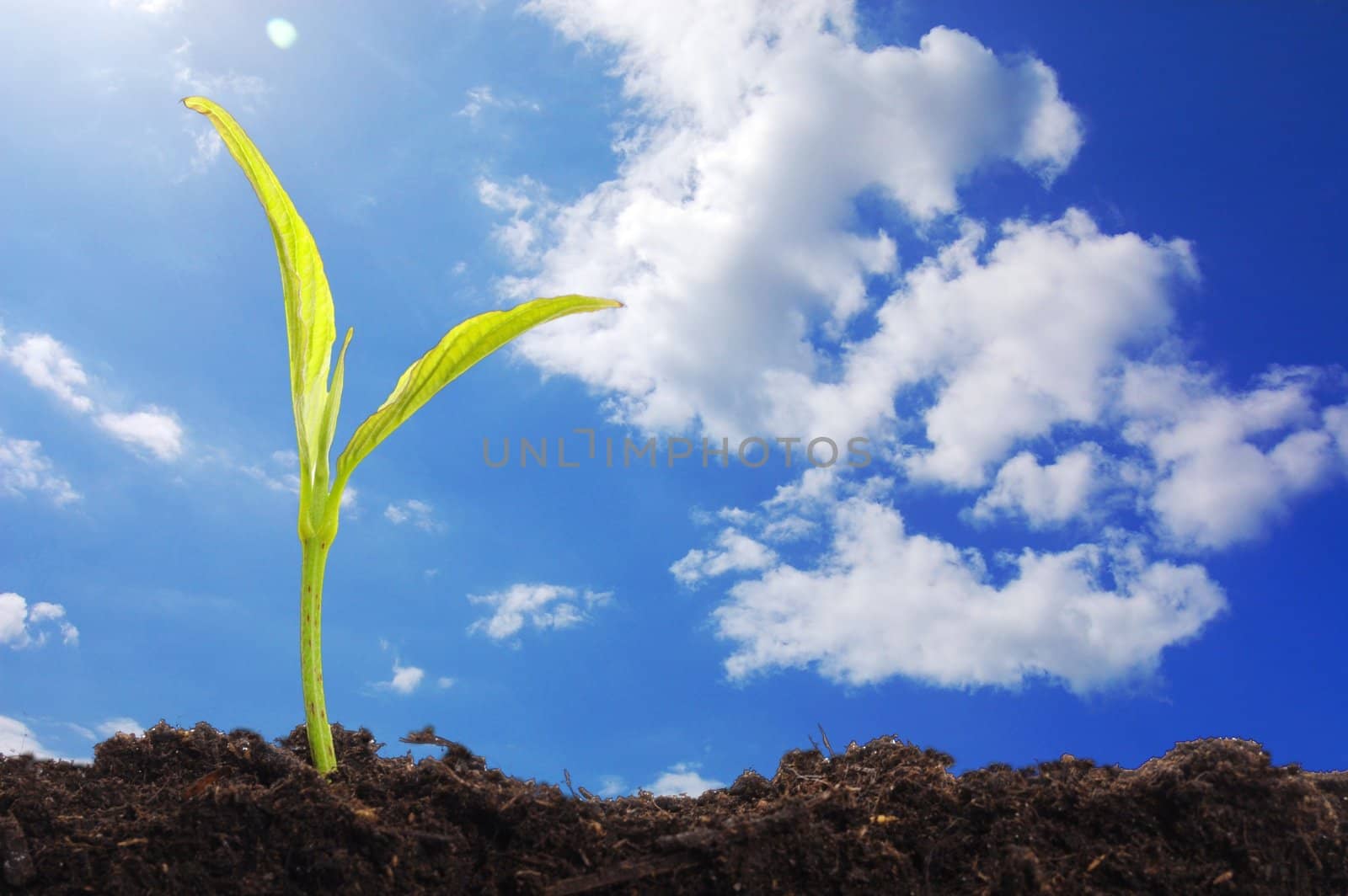 young plant and blue sky with copyspace showing growth concept