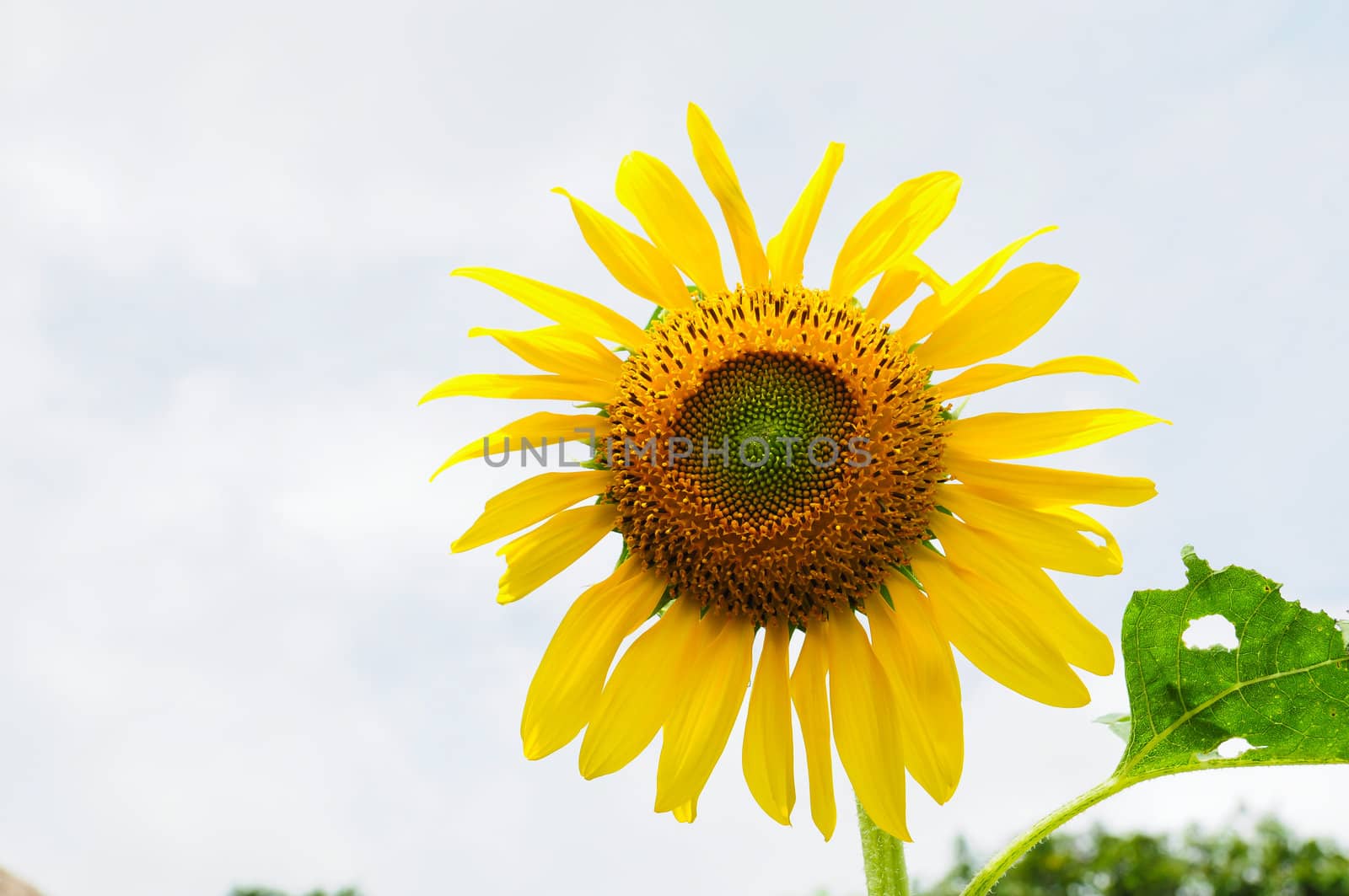 Sun Flower