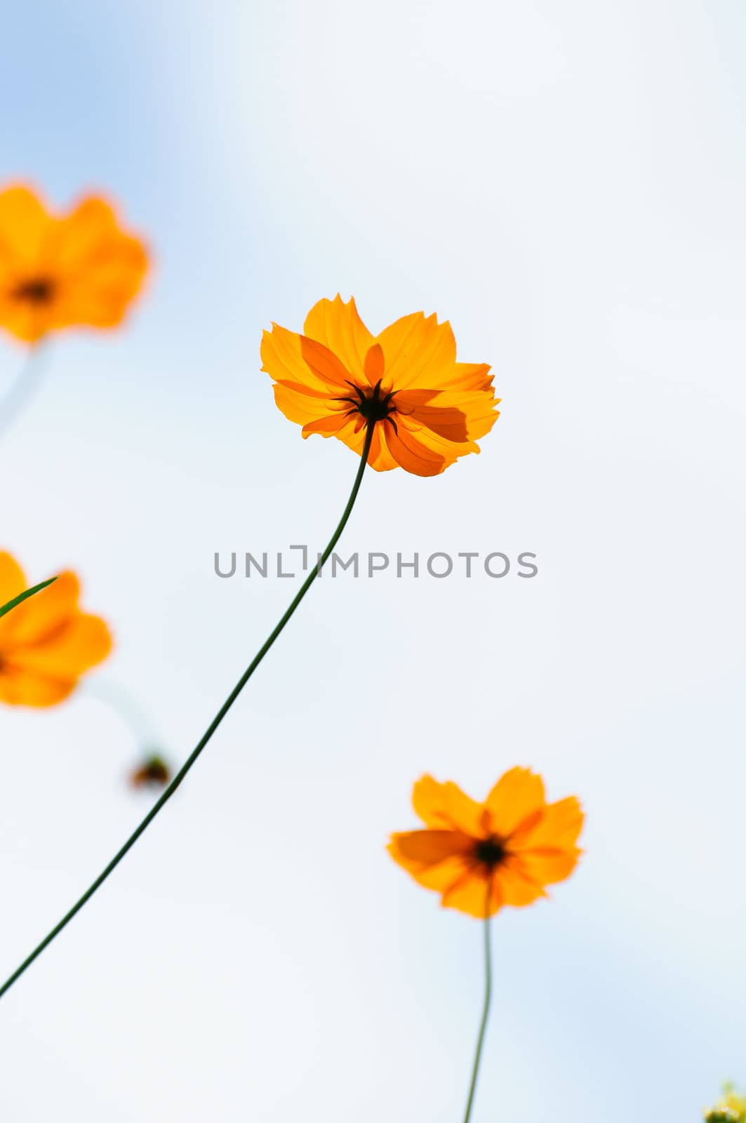 Yellow flowers by samurai