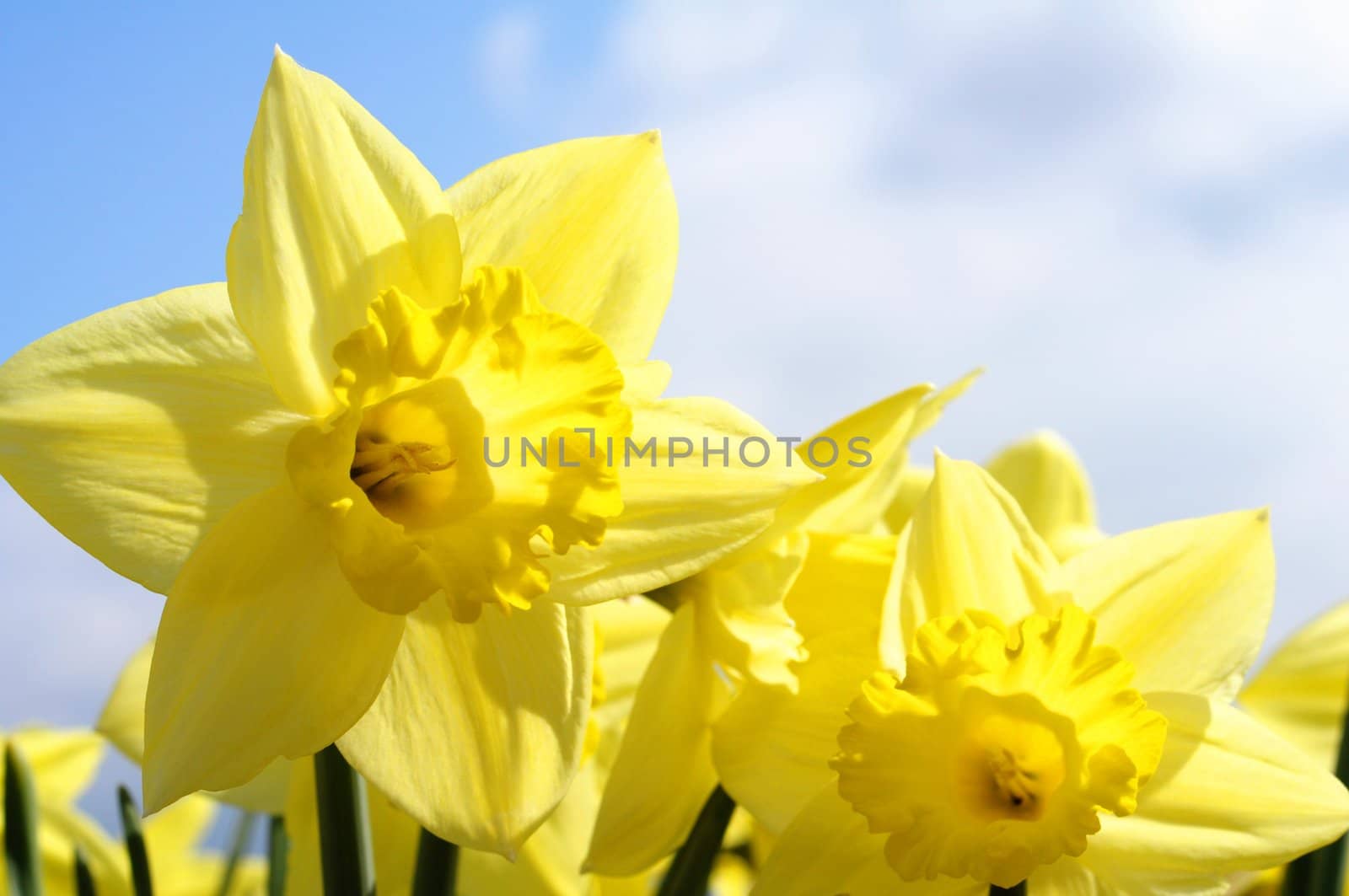 yellow daff or jonquil flower in spring with copyspace showing summer concept