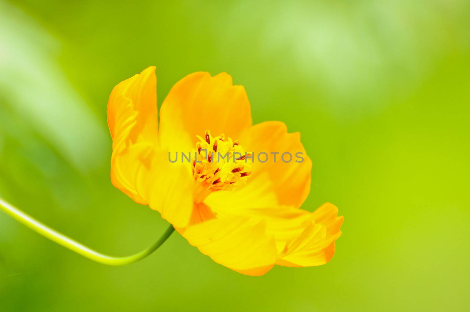 Yellow flowers