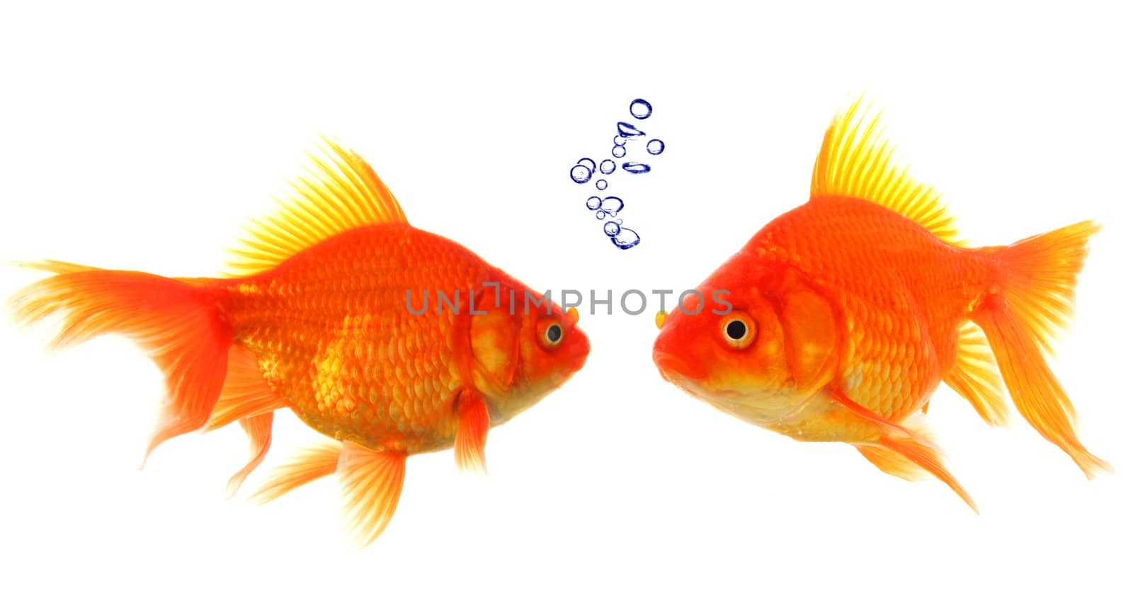 goldfish with bubbles showing discussion talk or conversation concept
