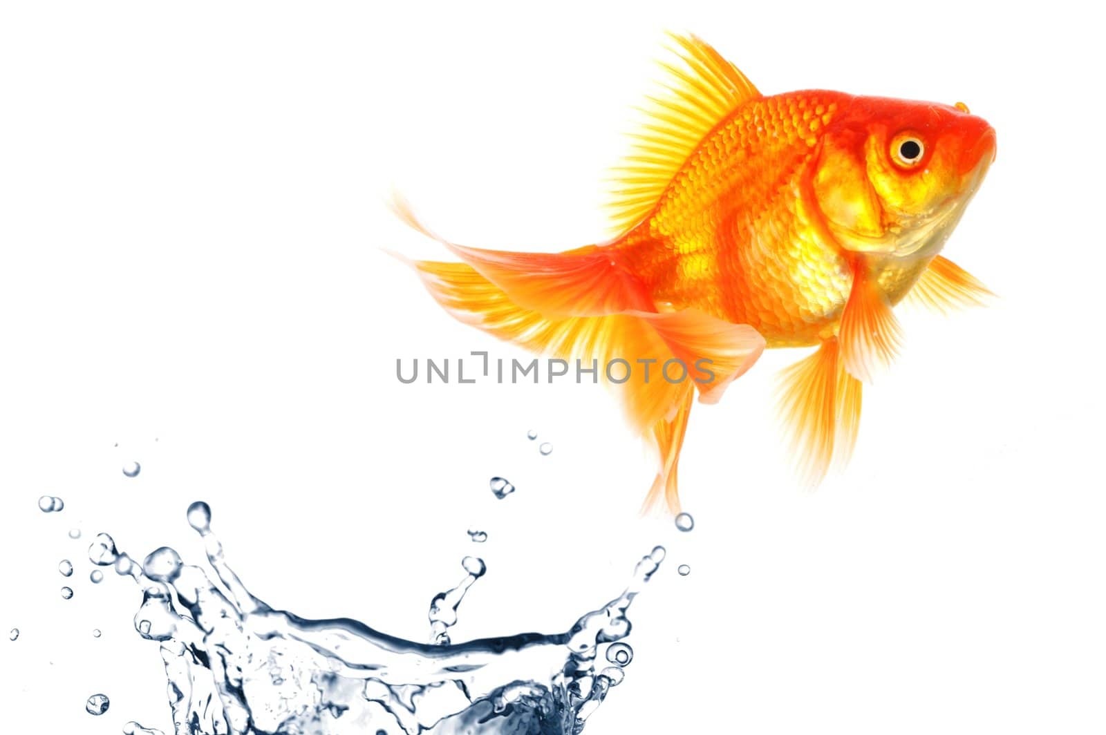 goldfish jumping with water splash isolated on white background