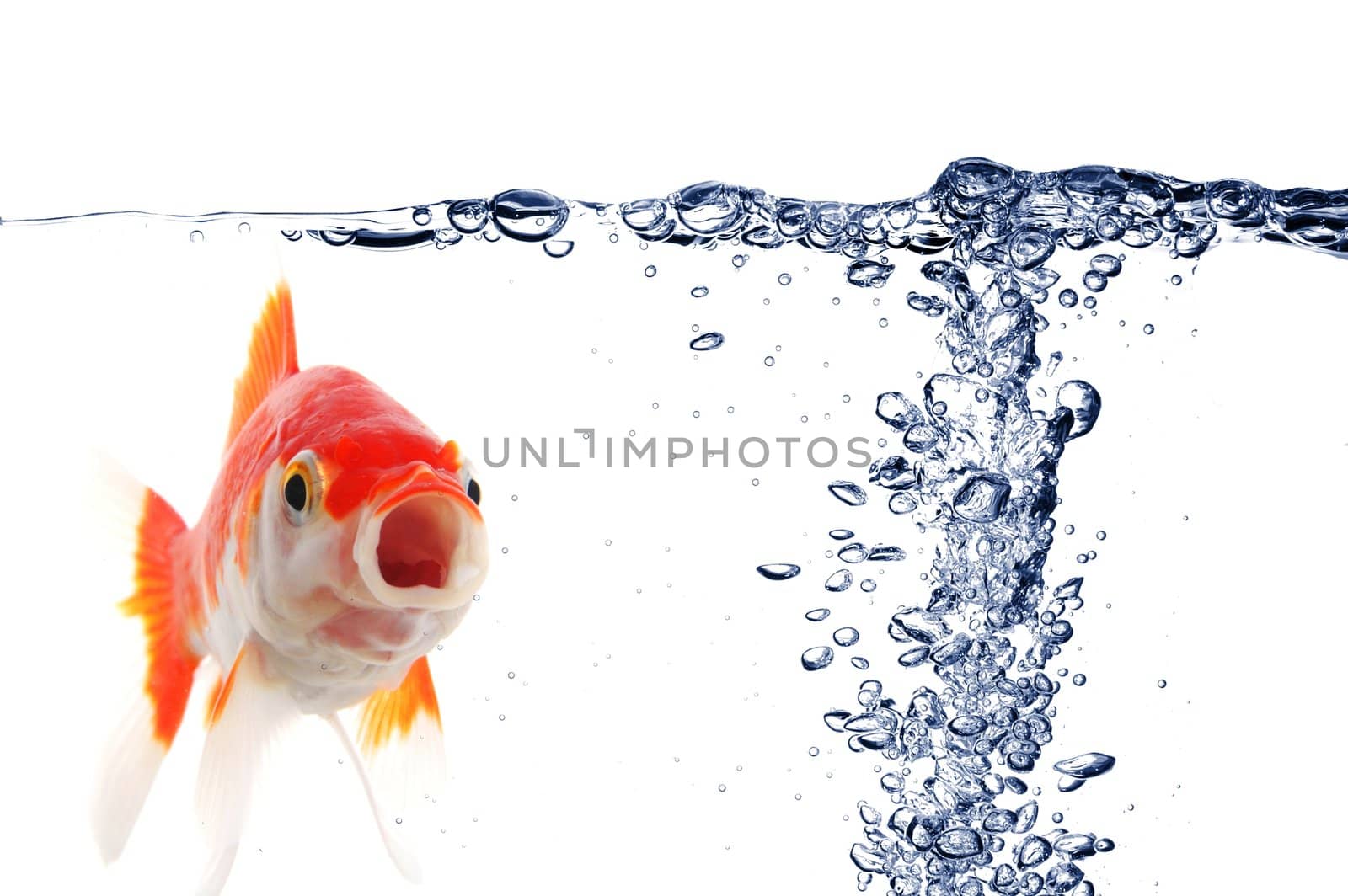 goldfish under water with bubbles and copyspace on white