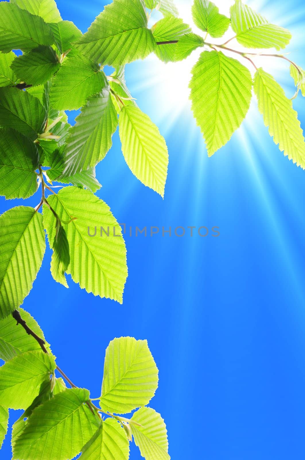 leaf and blue sky by gunnar3000