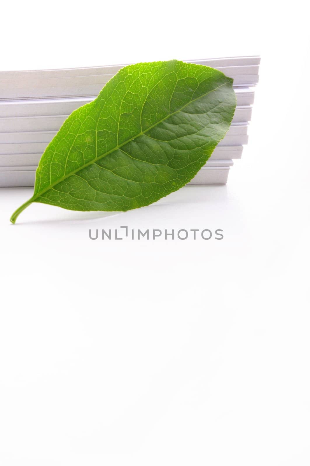 empty sheet of paper and green leaf for note