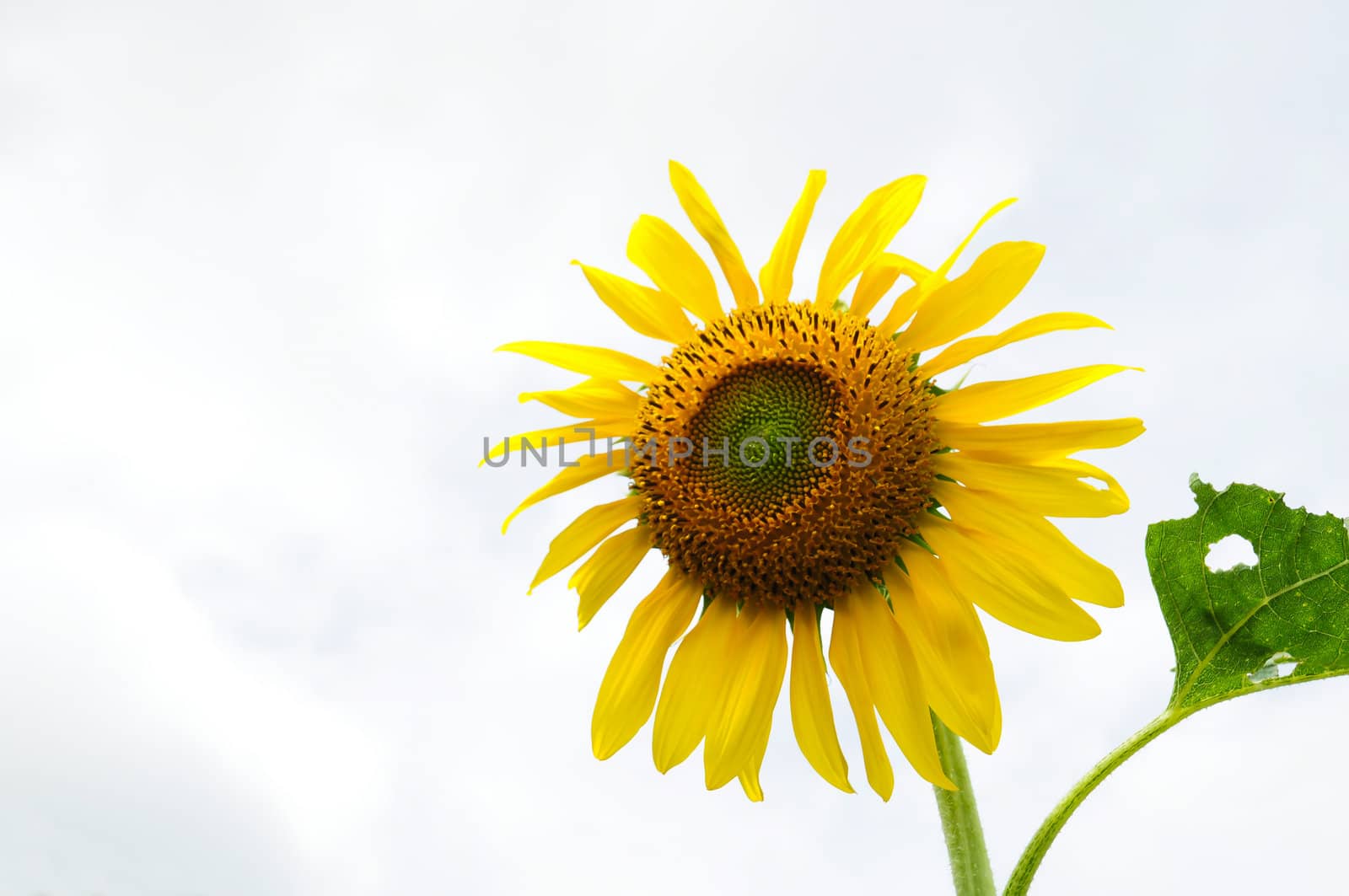 Sun Flower by samurai
