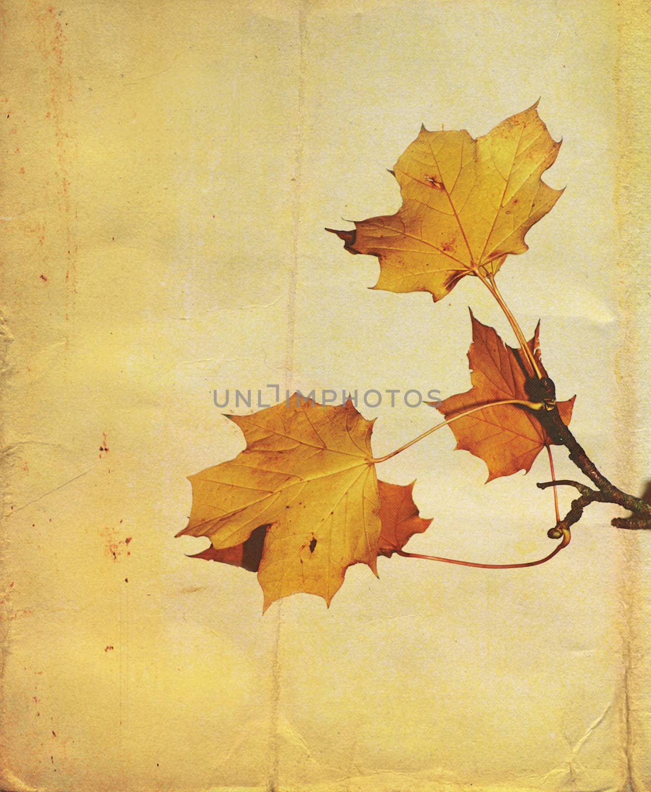 Golden autumn leaves isolated and set on a grunge style background.