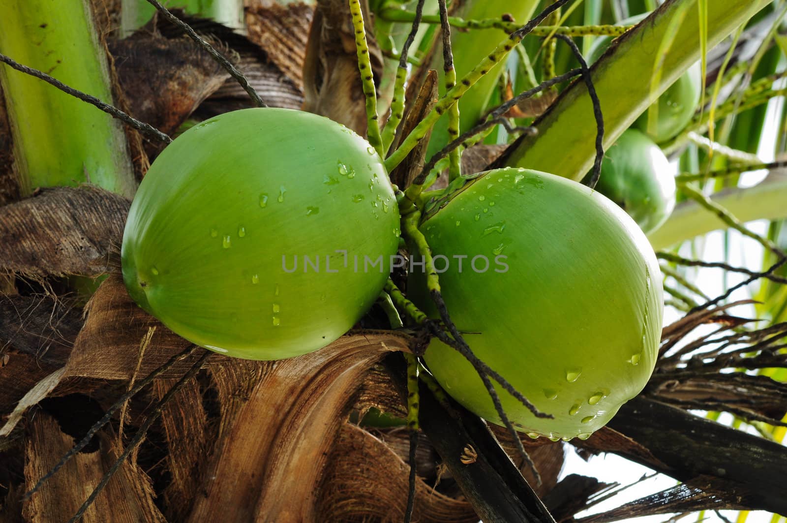 coconut