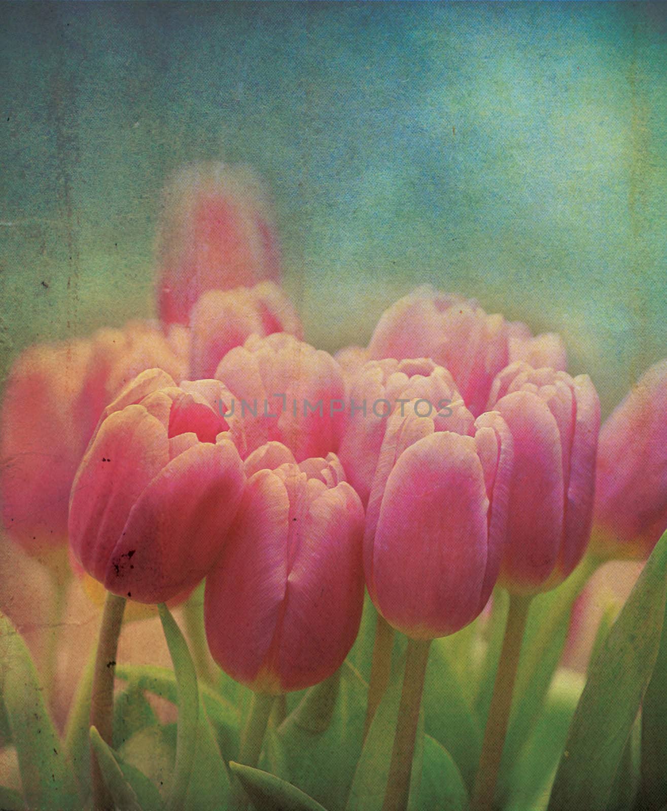 A set of pink tulip flowers set on a grunge style applied effect, set on a portrait format.