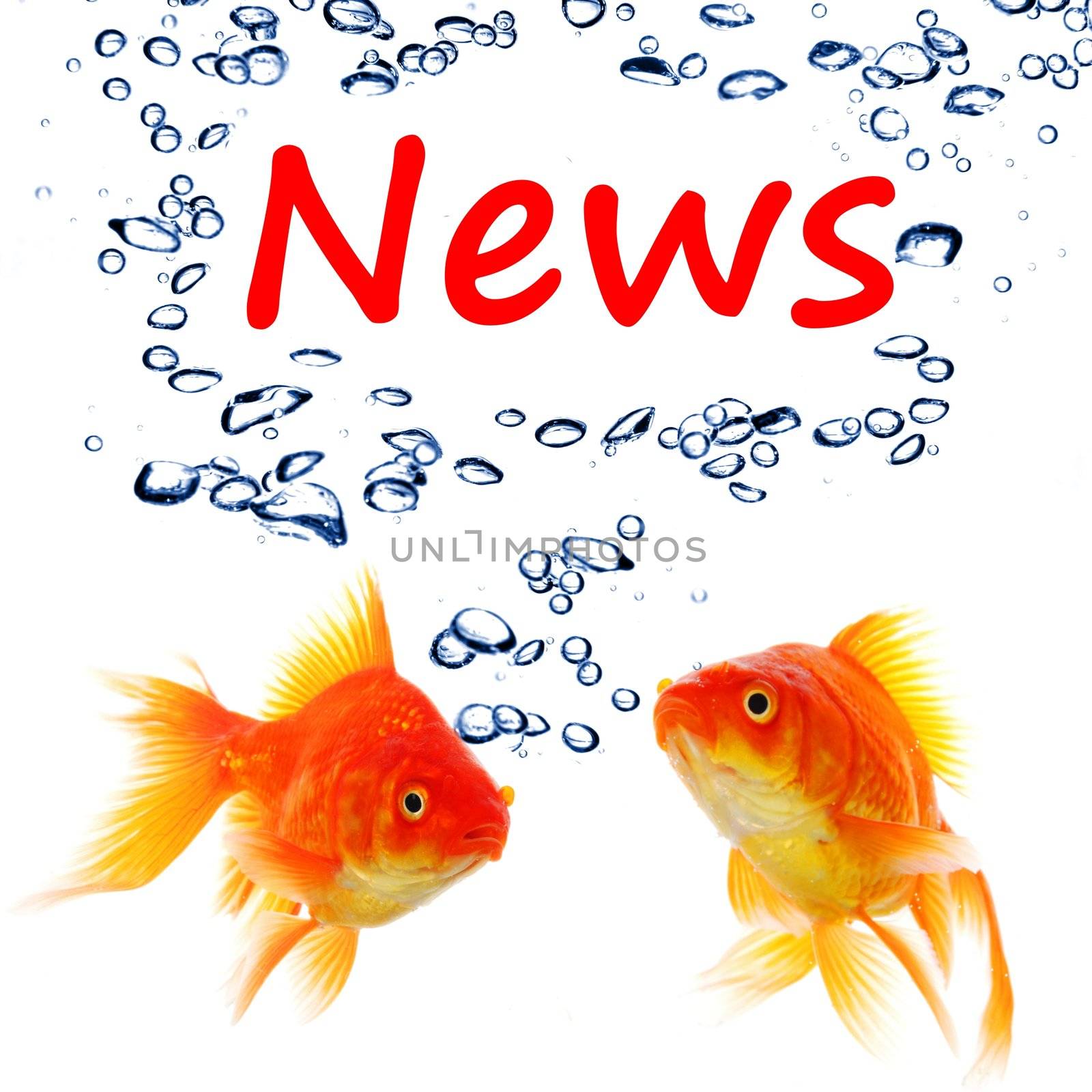 news or newsletter concept with word and goldfish on white background