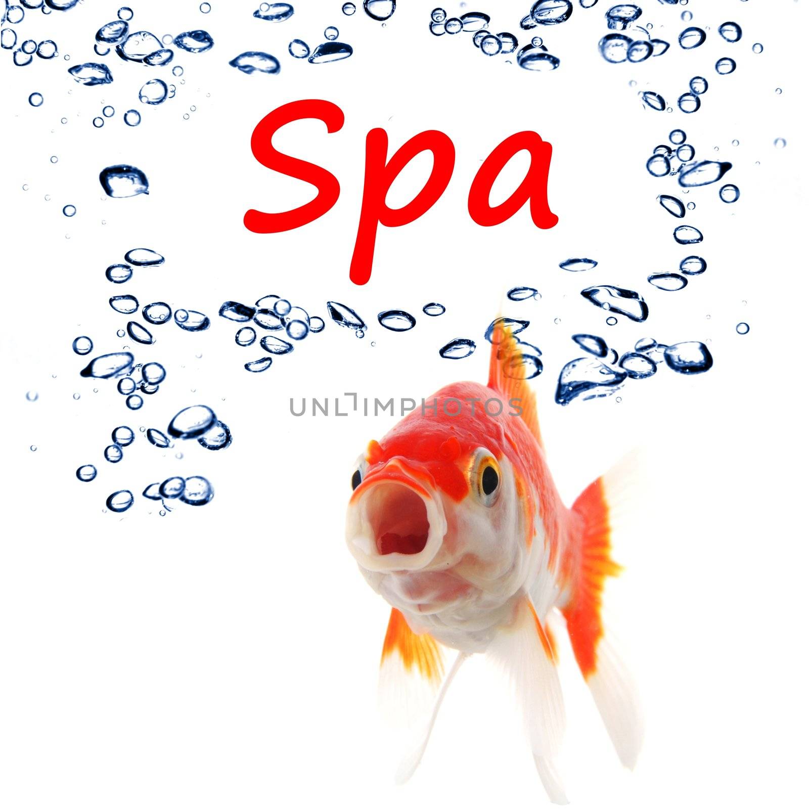 spa concept with goldfish and water bubbles on white background