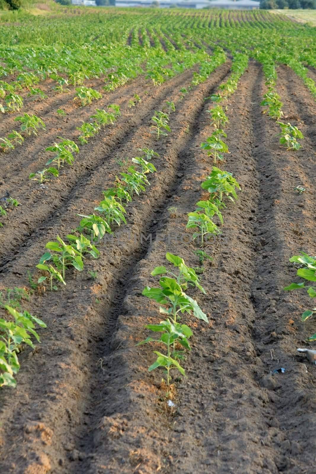 Agricultural field with emerging plants