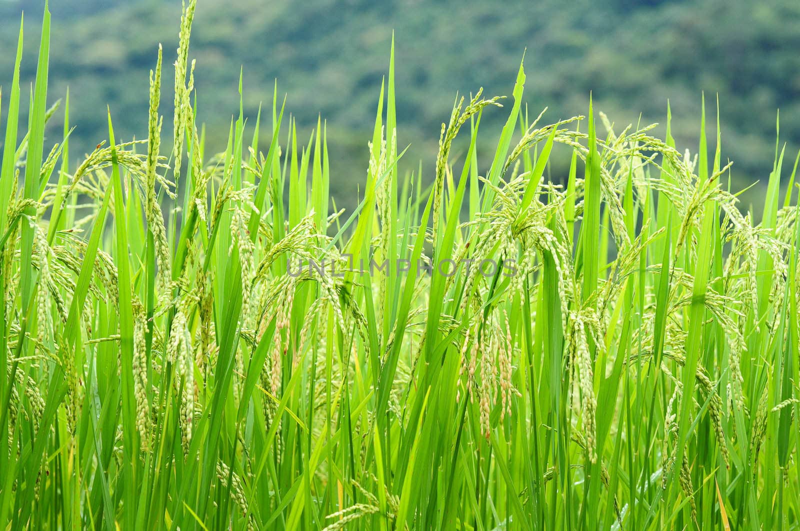 Green rice field in Thailand