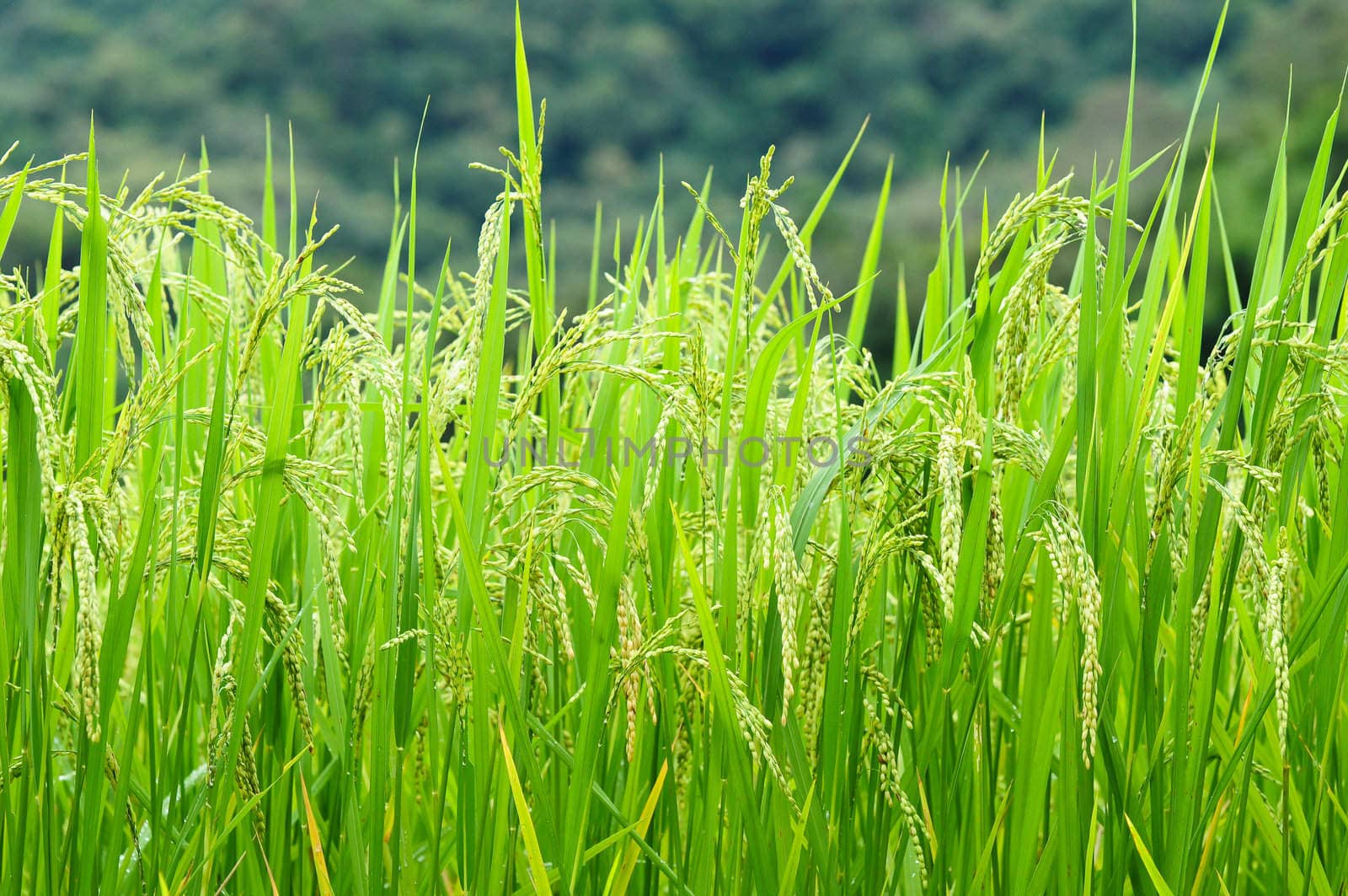 Green rice field in Thailand