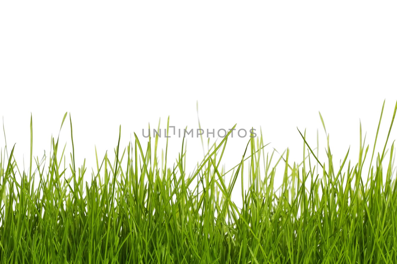 grass on white by RobStark