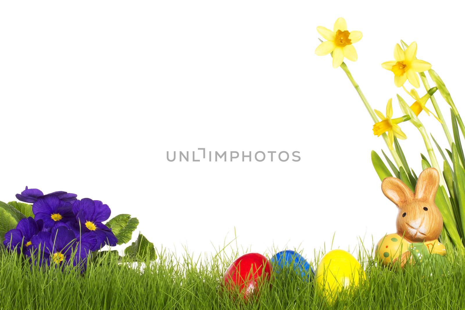 small easter bunny with easter eggs purple daffodil and primula on white background