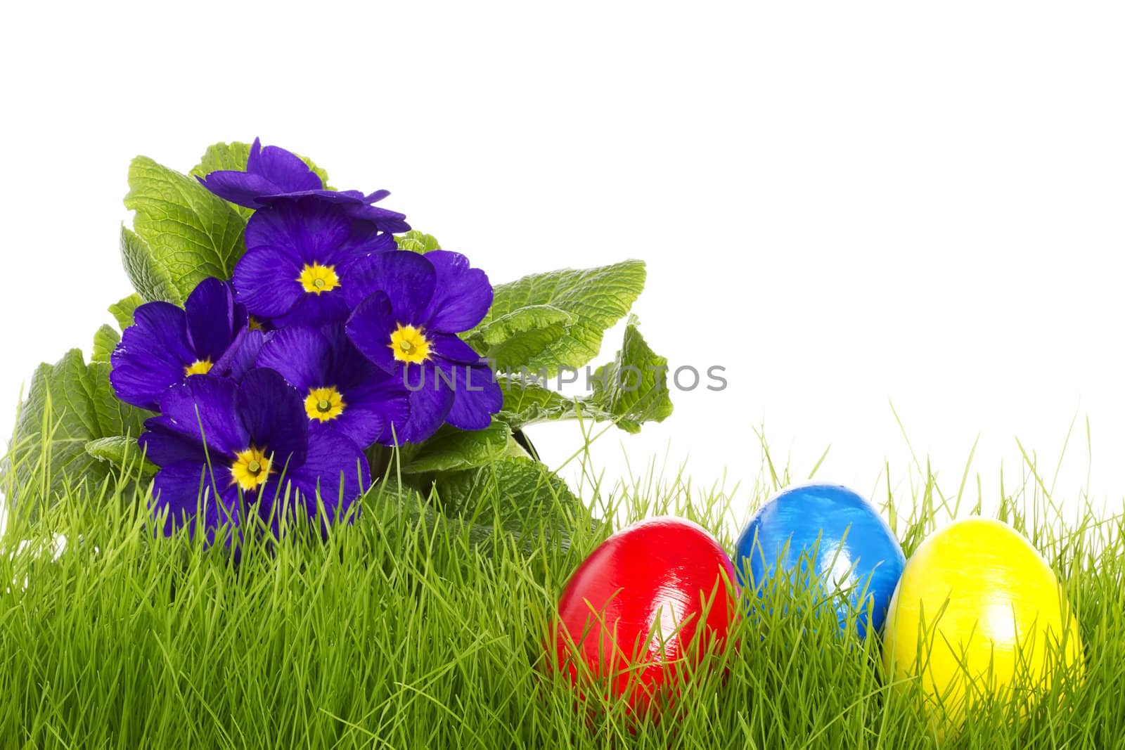 easter eggs with a purple primula on white background
