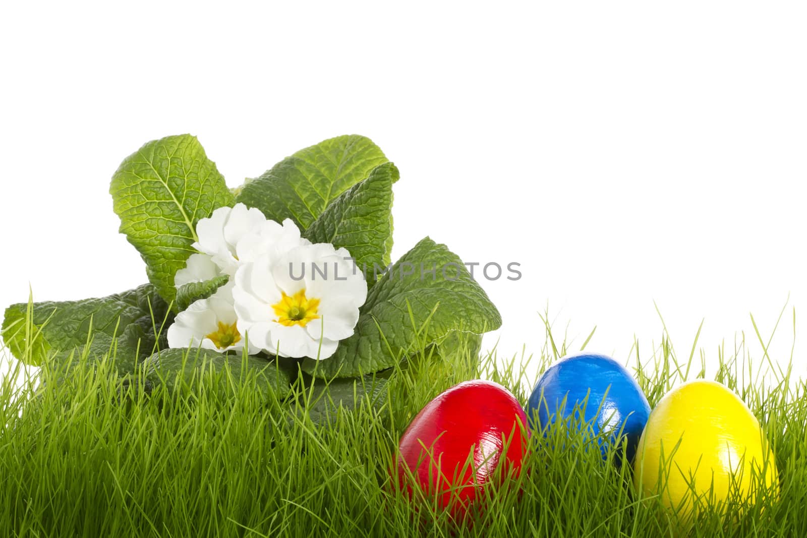 easter eggs with a white primula by RobStark