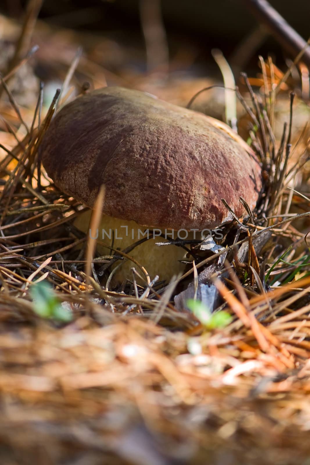 Mushroom in  woods. Image with shallow depth of field.