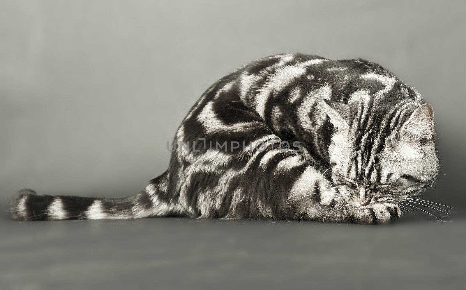 A marble british cat sitting calmly over a grey background
