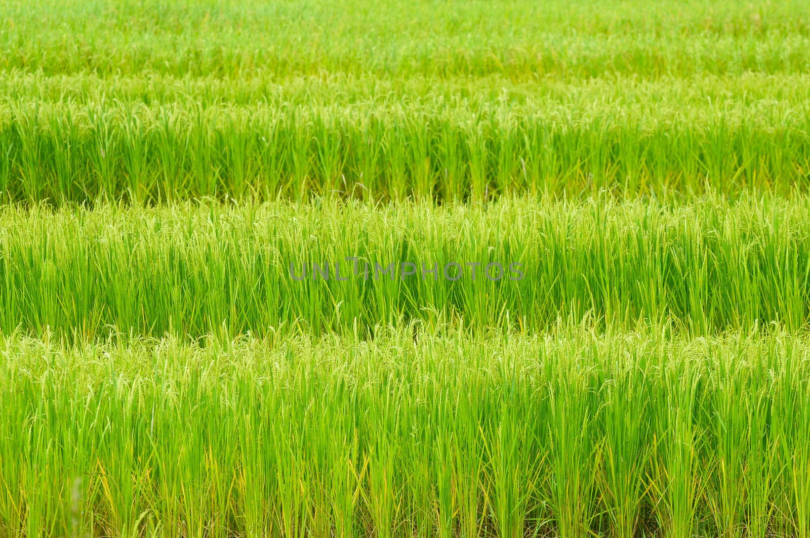Green rice field in Thailand