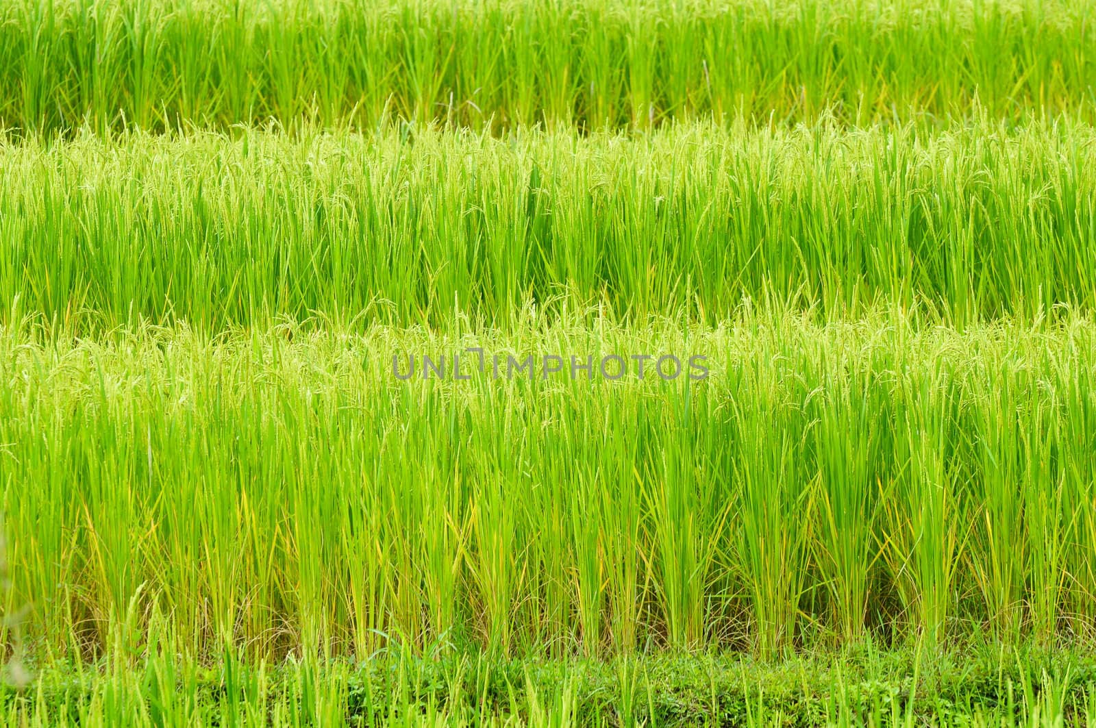 Green rice field in Thailand