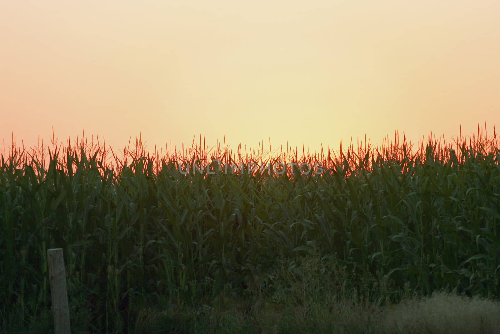 Sun setting over the corn field