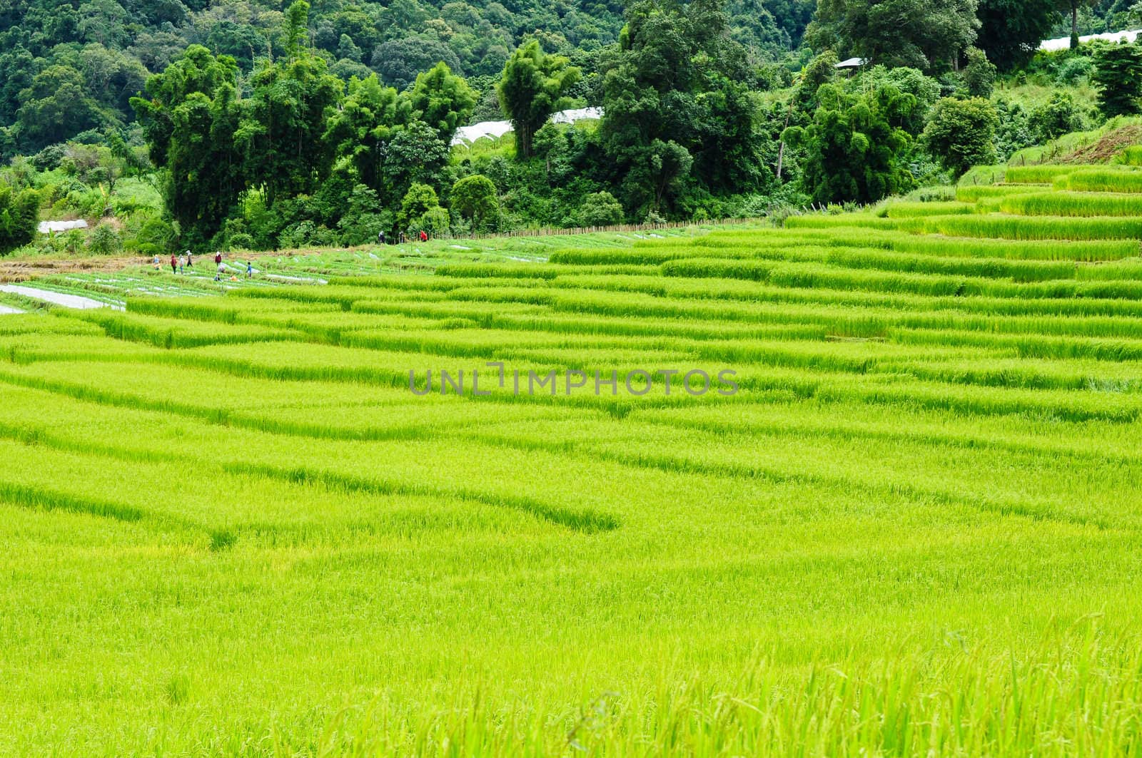 Green rice field in Thailand