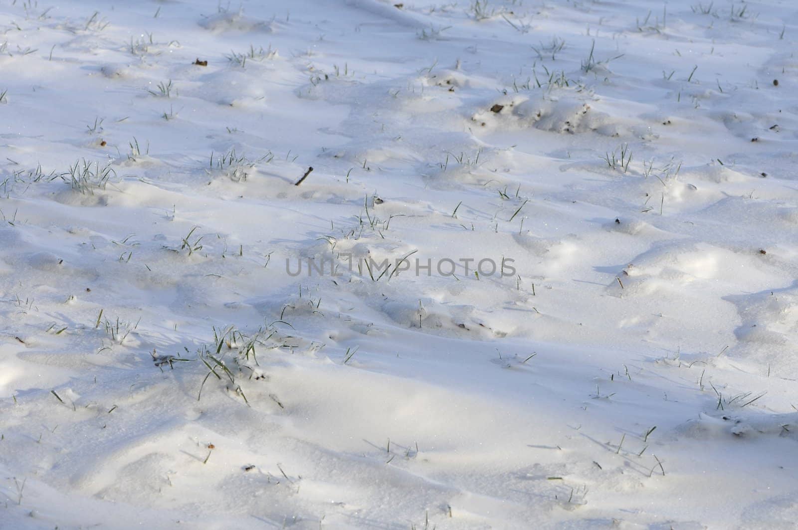 Snowed field with green grass stems very iced