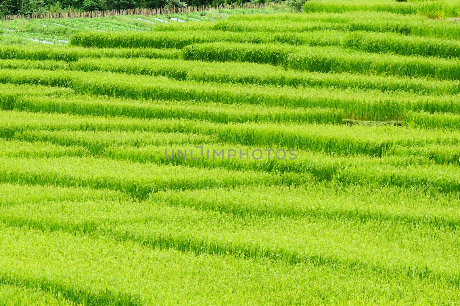 Green rice field in Thailand