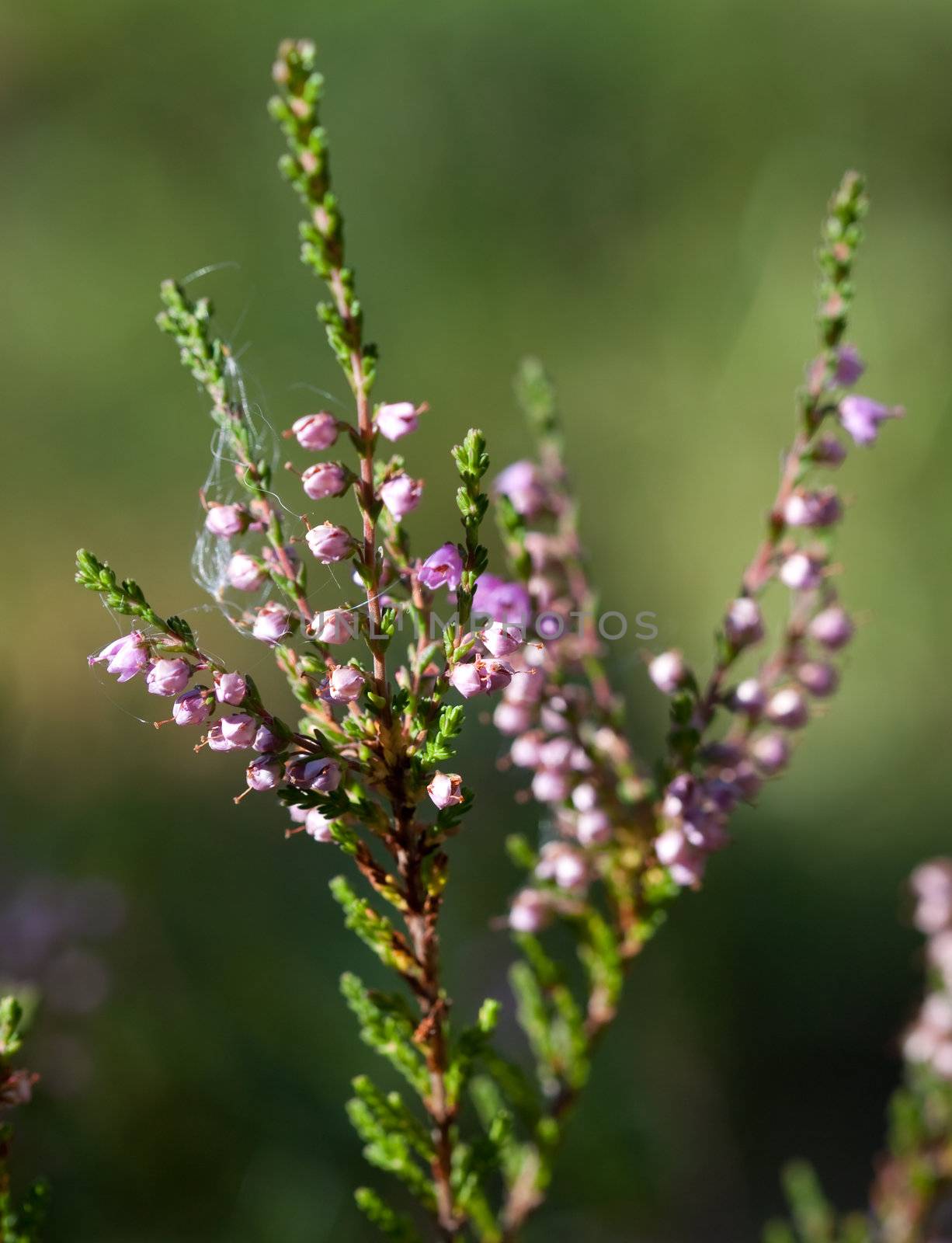 heather in vivo. Shallow depth of field