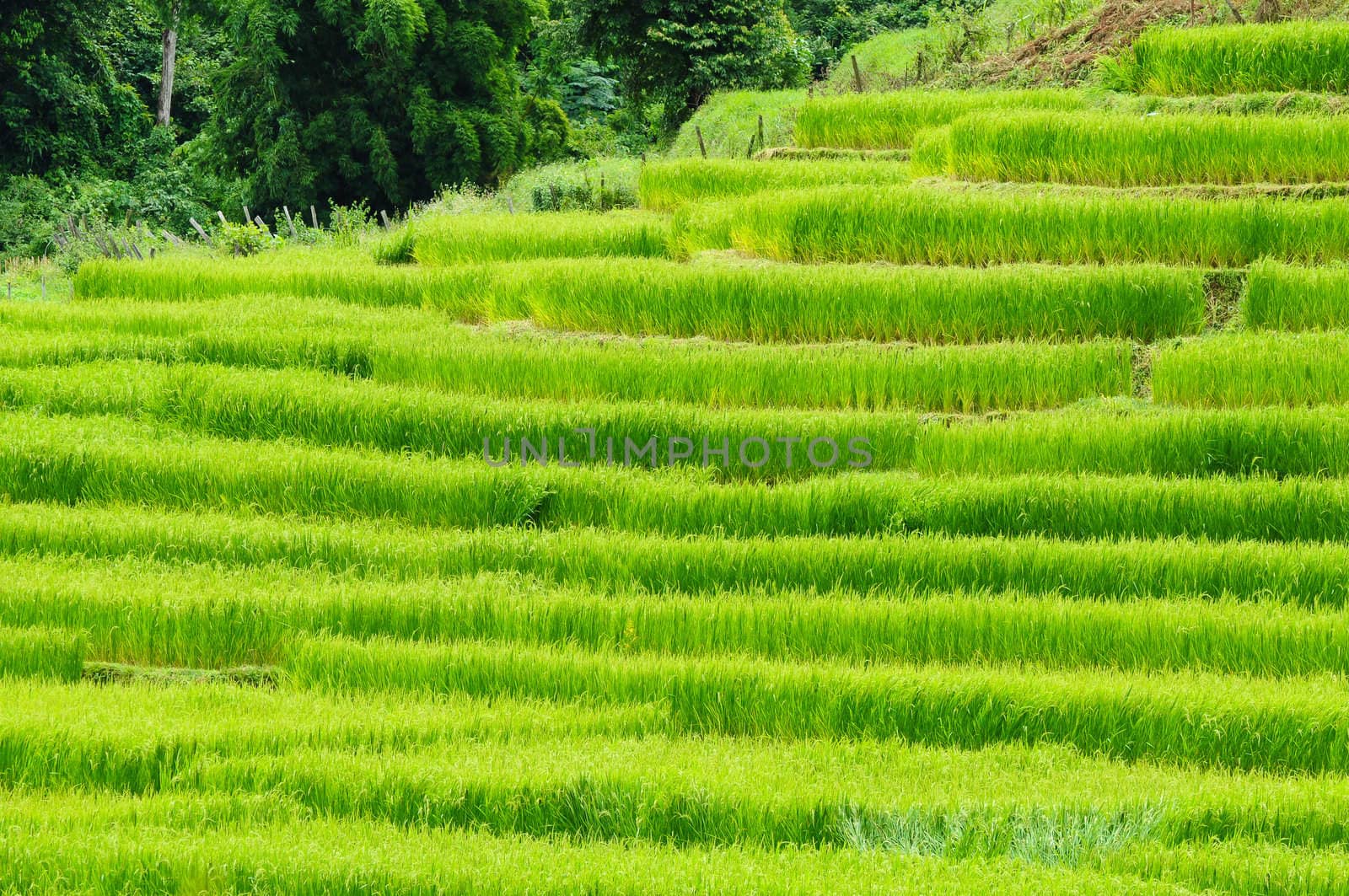 Green rice field in Thailand